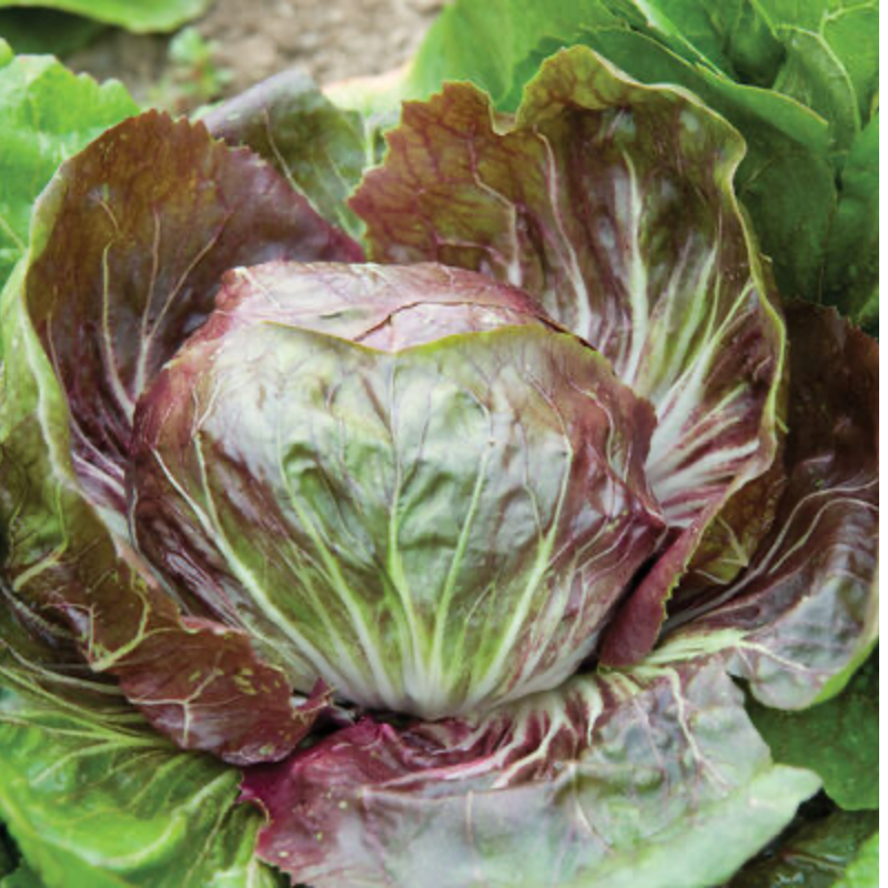 Radicchio   Main Image